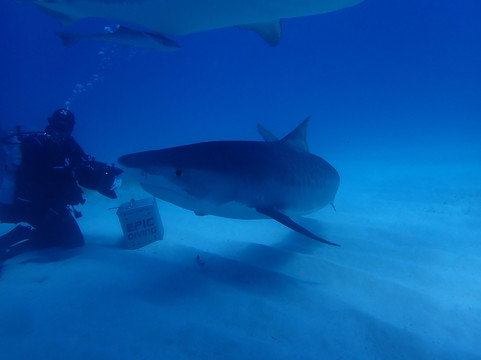 Epic Diving-West End必去景点