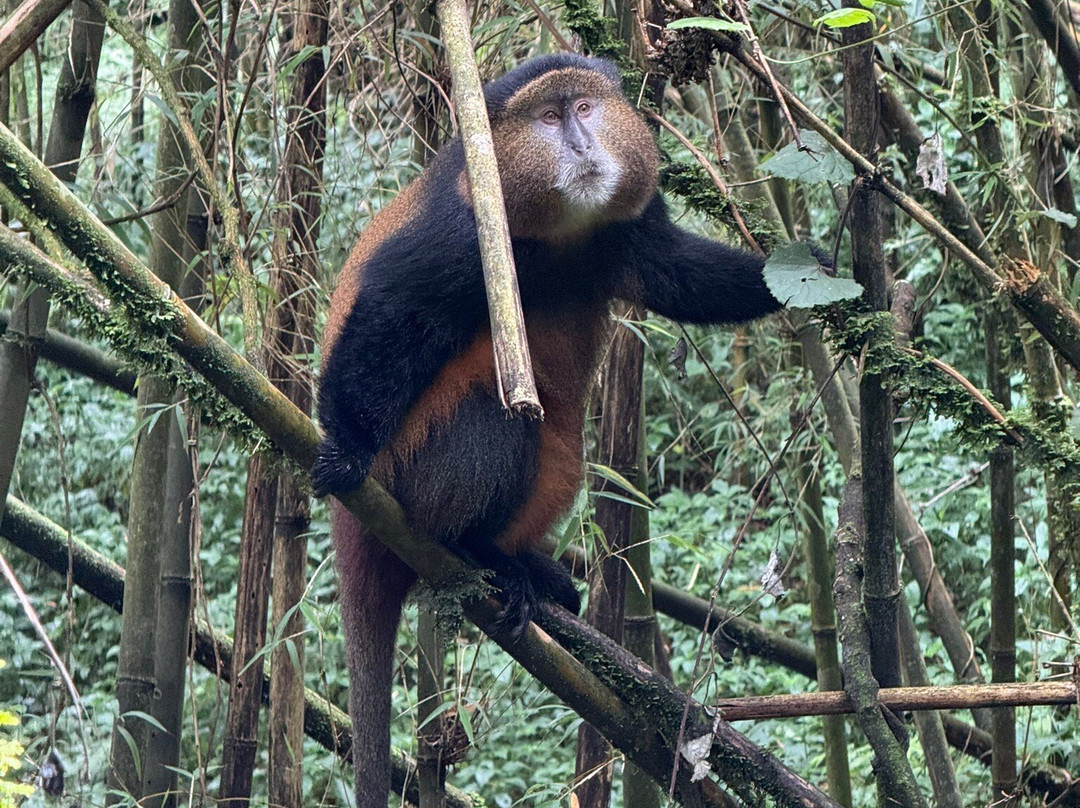 Kubwa Five Safaris-坎帕拉必去景点