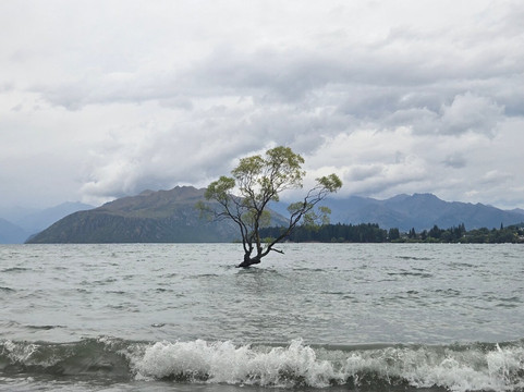 That Wanaka Tree-瓦纳卡必去景点
