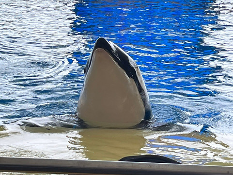 Atlantico Excursions-特纳里夫必去景点