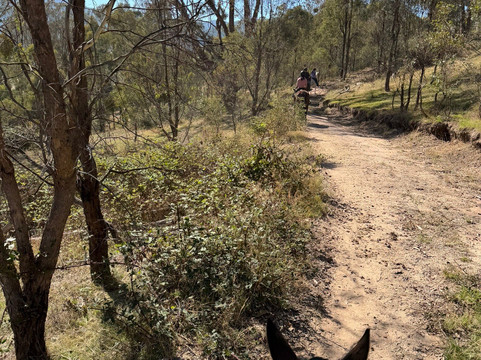 Watson's Mountain Country Trail Rides - Day Tours-曼斯菲尔德必去景点