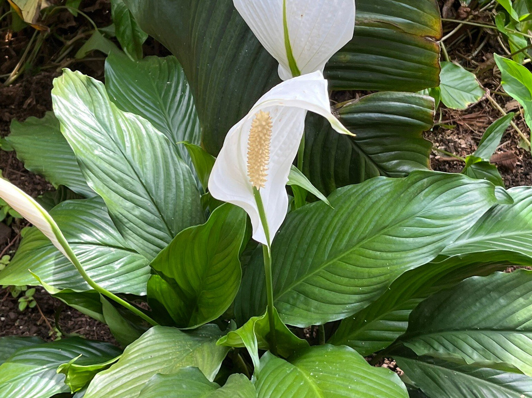 The Kings Gardens Maui-Huelo必去景点