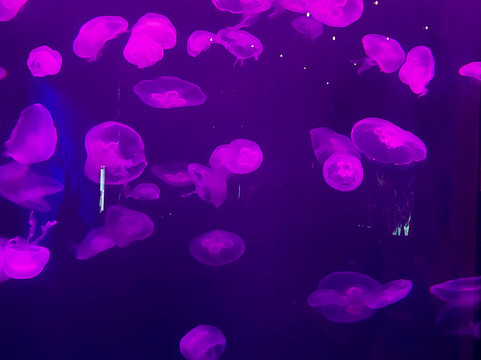 OdySea Aquarium-斯科茨代尔必去景点