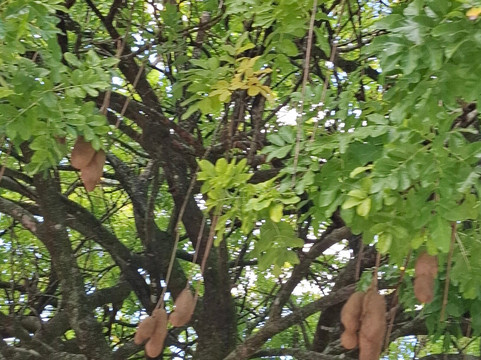 Dominica Botanic Gardens-罗索必去景点