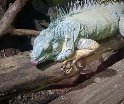 Camel Creek Family Adventure Park-Wadebridge必去景点