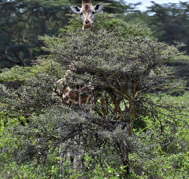 Malnodez Safaris-纳库鲁必去景点