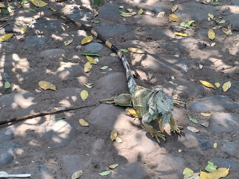 Playa Linda-印坦巴/芝华塔尼欧必去景点