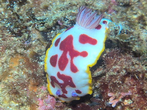Dive Jervis Bay-赫斯基森必去景点