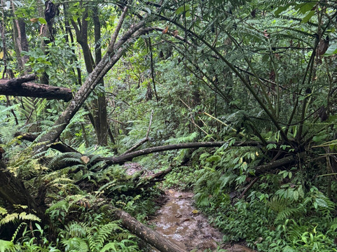 Afareaitu Waterfalls-Afareaitu必去景点
