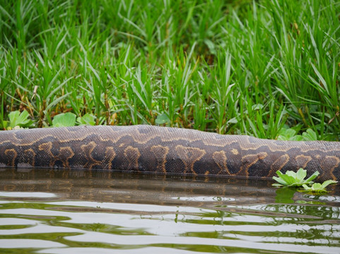 Lake Victoria-恩德培必去景点