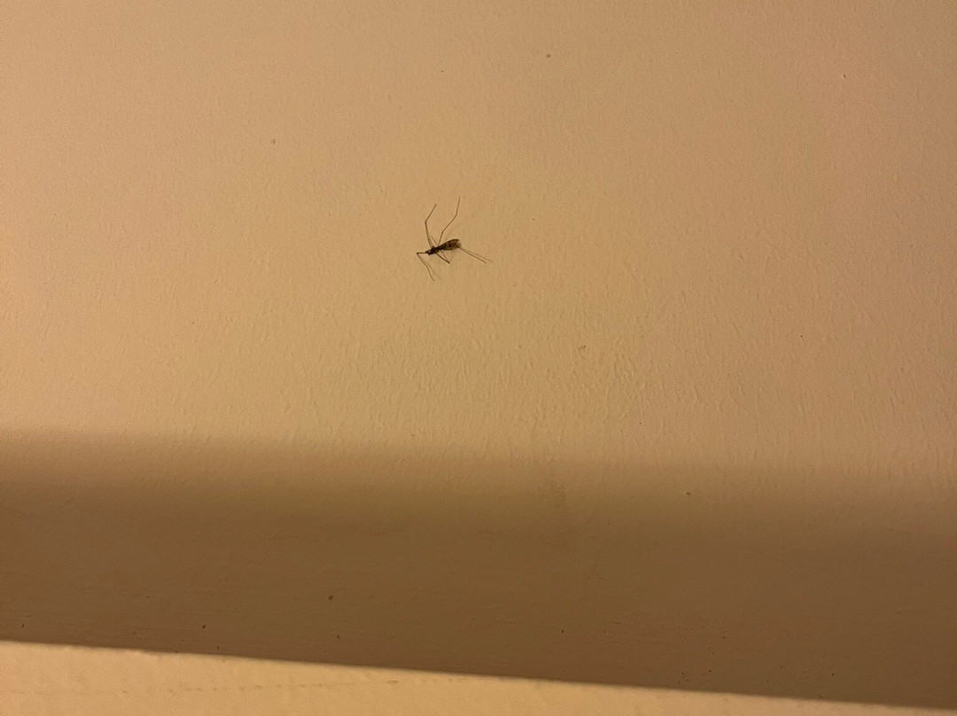 埃武拉酒店主图