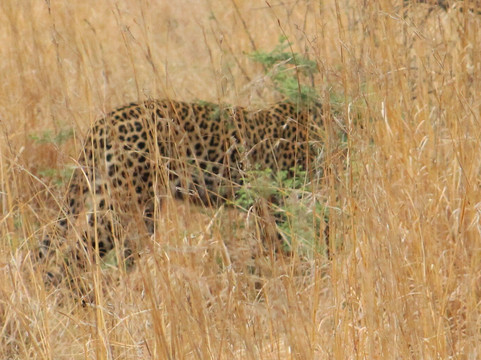 Pilanesberg National Park-太阳城必去景点