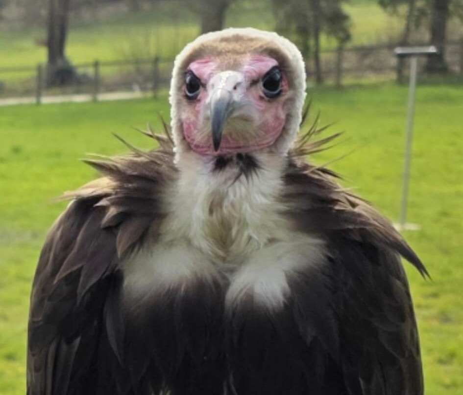 Surrey Hills Falconry-Ockley必去景点