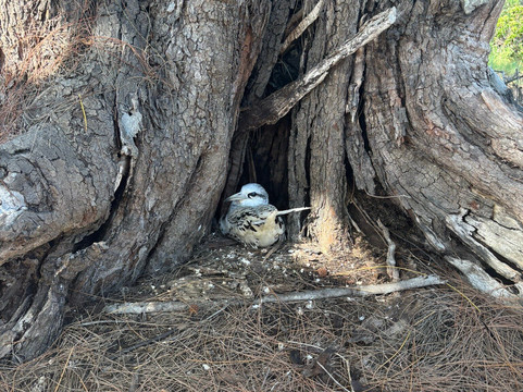 Paradisio Excursions Ile Maurice-大湾必去景点