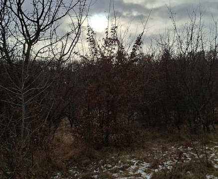 Hoia Baciu Forest-克卢日-纳波卡必去景点