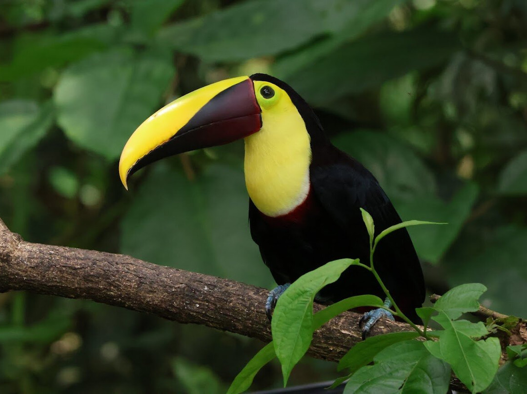 Ave Nativa Birding Tours Costa Rica-爱雷迪雅必去景点
