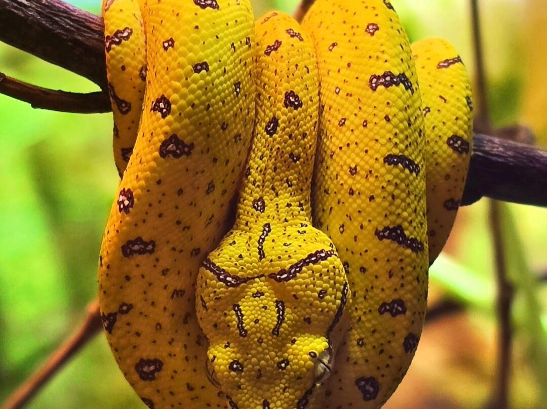 Crocodiles of the World-Brize Norton必去景点