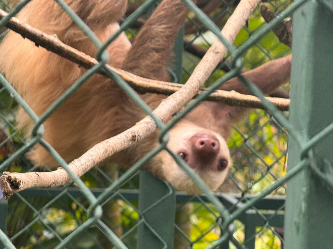 Toucan Rescue Ranch-San Isidro必去景点
