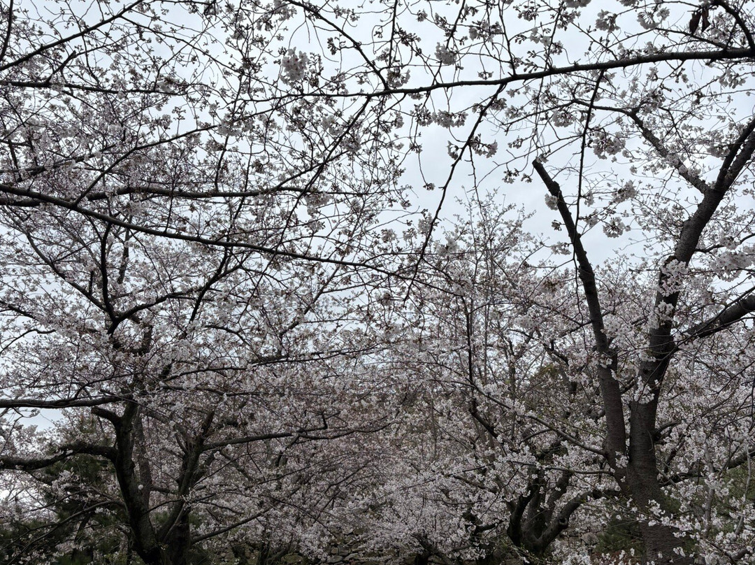 舞鹤公园-Chuo必去景点