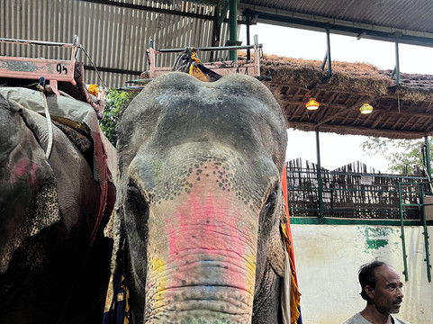 EleJungle-Amer必去景点