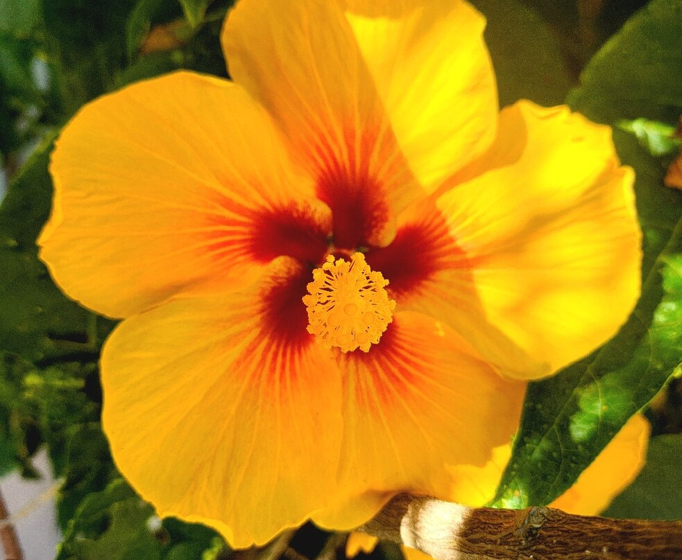 Hacienda Alsacia Starbucks Coffee Farm-Sabanilla必去景点