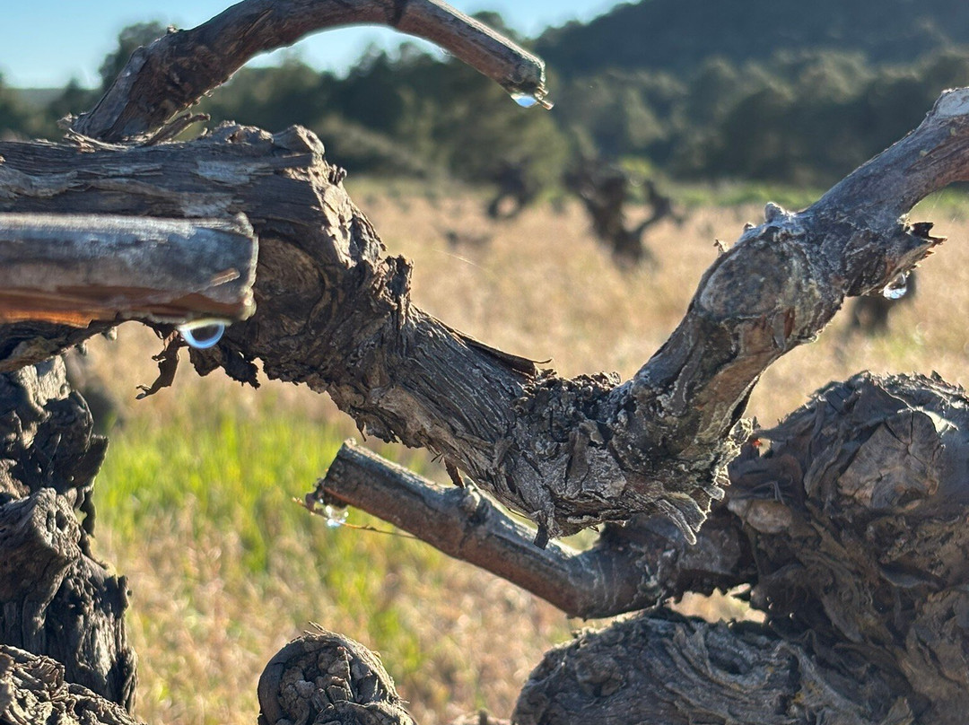 NOVOS - Boutique winery and tastings-Requena必去景点