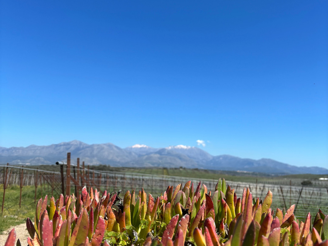 Lyrarakis Winery-伊拉克利翁必去景点