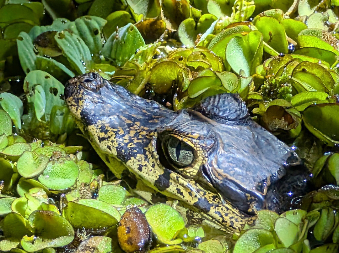 CHUCHINI Amazon Wildlife Reserve & Eco Lodge-Trinidad必去景点