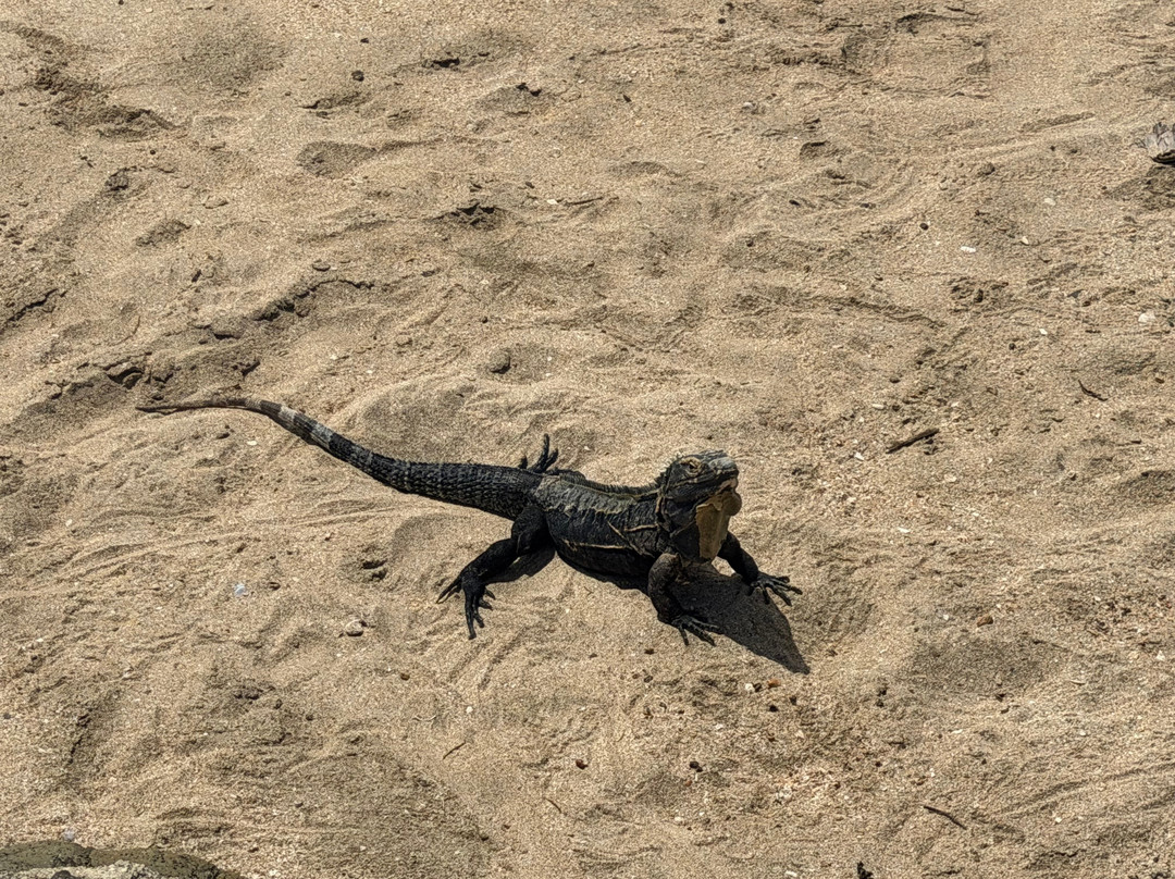巴拿马梦想波尼塔海滩酒店 - 全包式主图