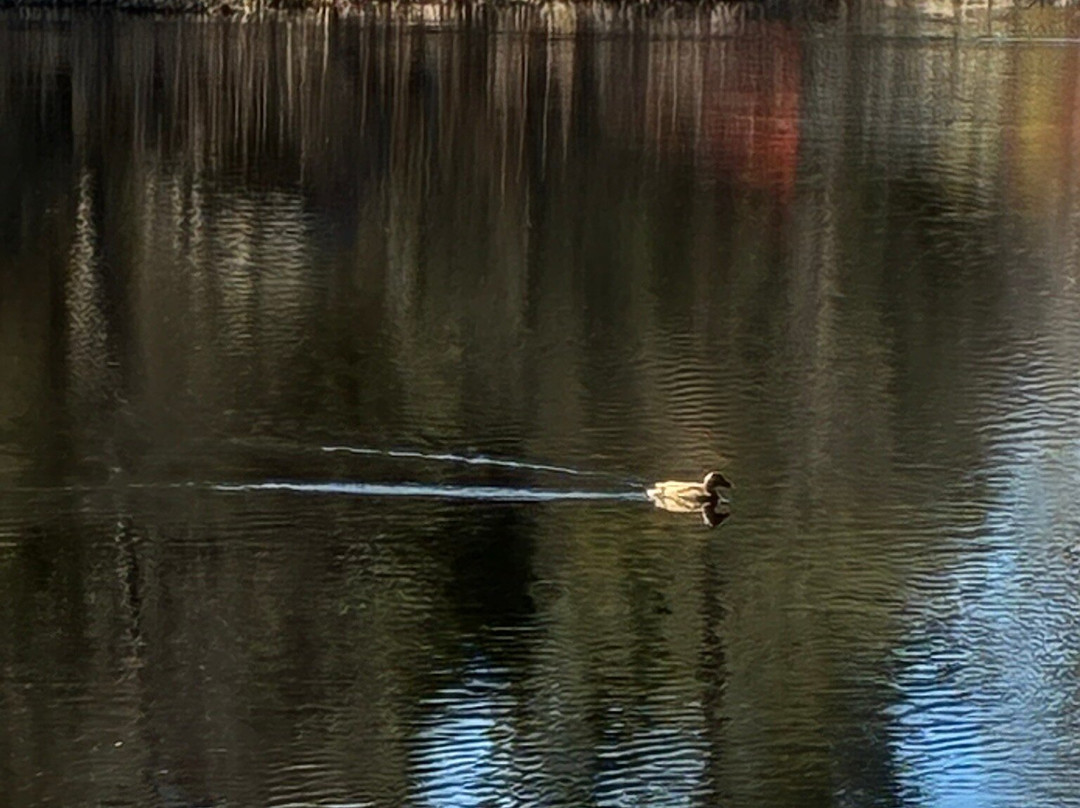 Lake Fulmor-Idyllwild必去景点