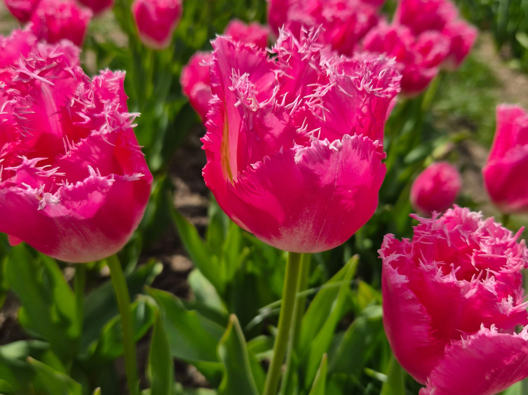 Tulleys Tulip Garden - Warwickshire-沃里克必去景点