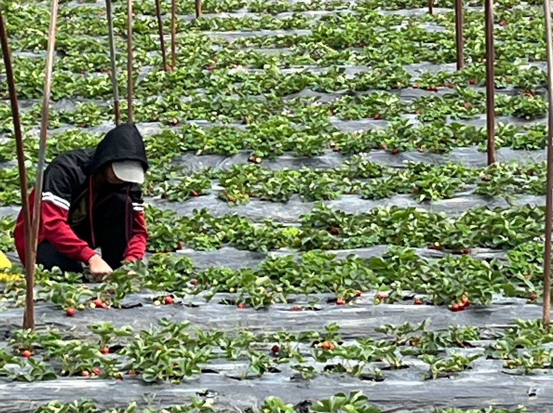 Strawberry Farm-La Trinidad必去景点