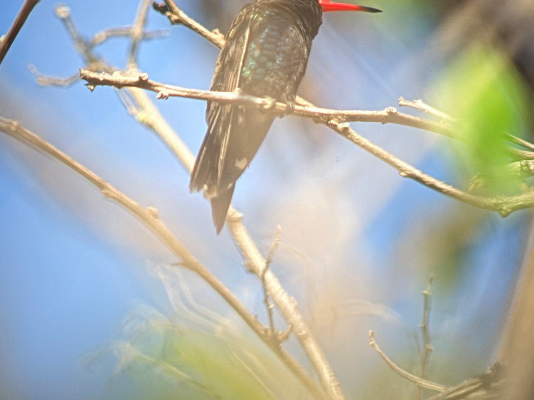 Bird Guide Cornelio-瓦图尔科必去景点
