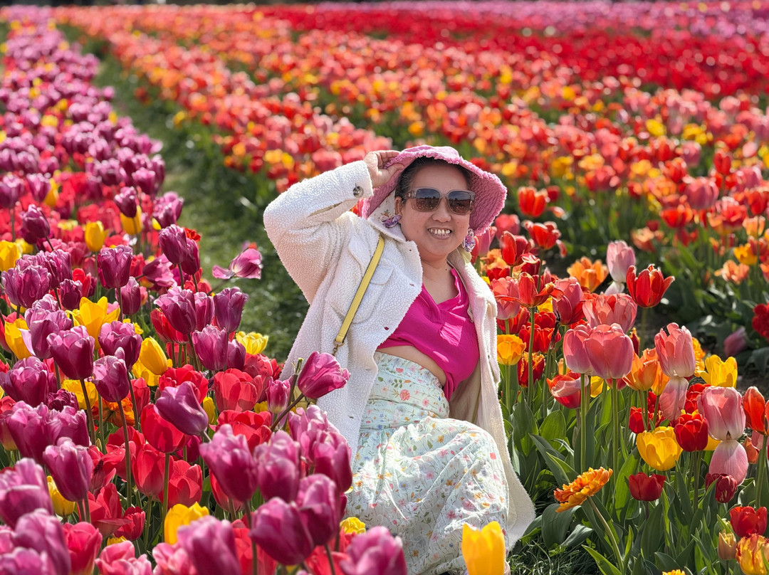 Tulleys Tulip Fields - Hertfordshire-圣奥尔本斯必去景点