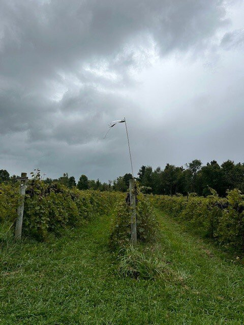 Shelburne Vineyard-谢尔本必去景点