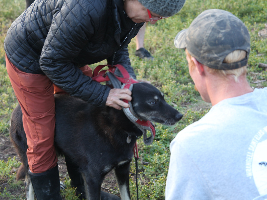 Waylon's Way Dog Sledding-McCarthy必去景点
