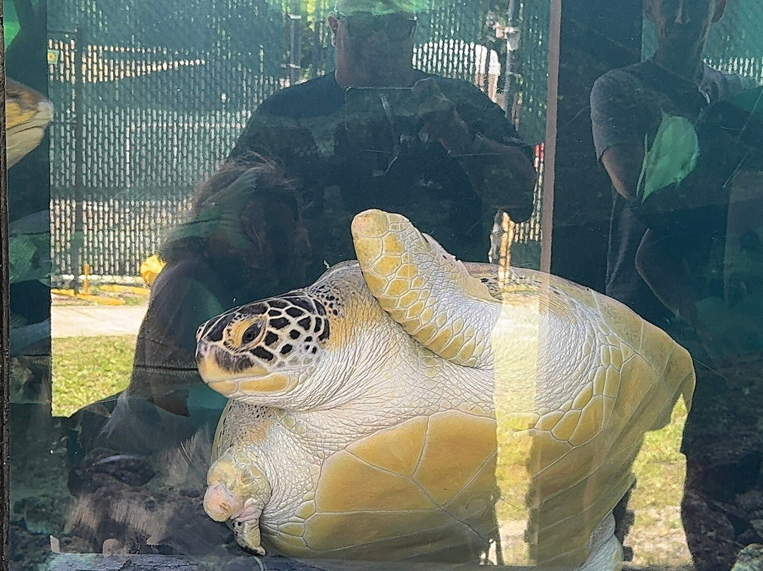 Gumbo Limbo Nature Center-博卡拉顿必去景点