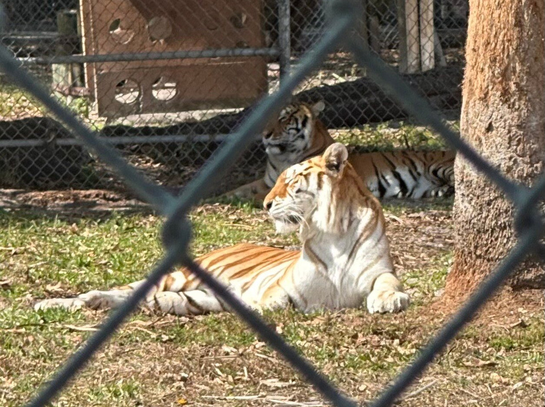 Big Cat Habitat-萨拉索塔必去景点