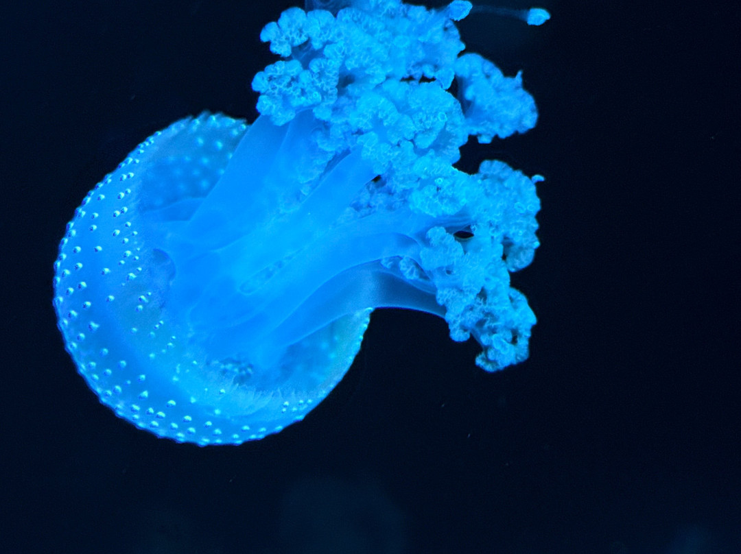 Jellyfish Museum-庞帕诺比奇必去景点