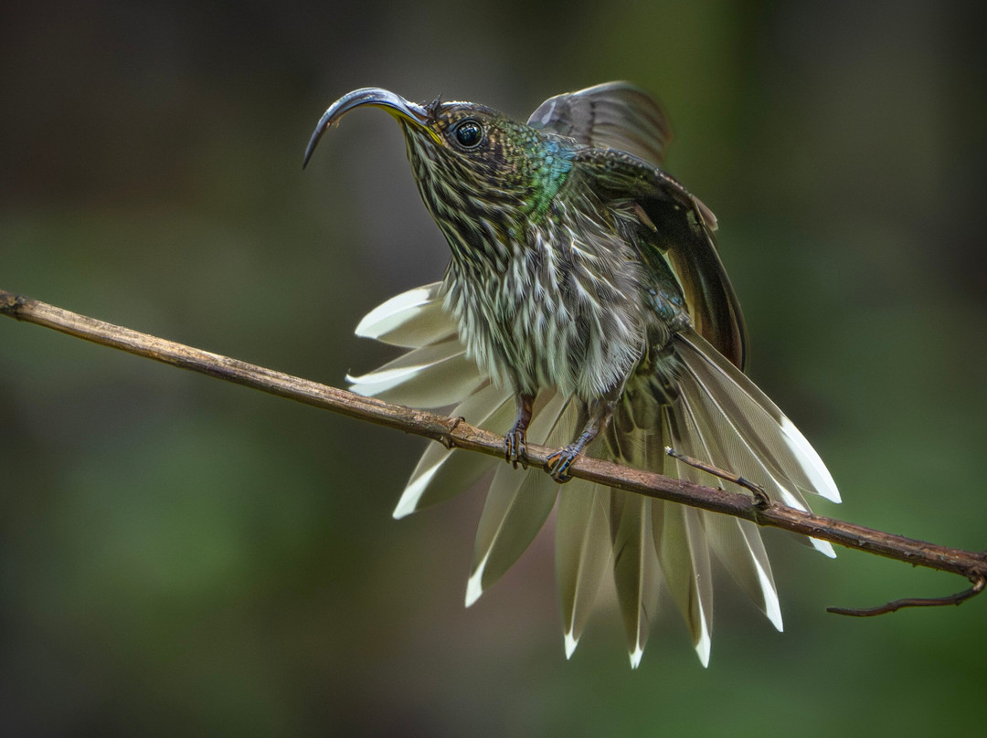 Costa Rica Focus-圣何塞必去景点