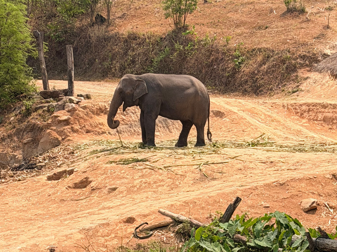 Pon Elephant Thailand-清迈必去景点