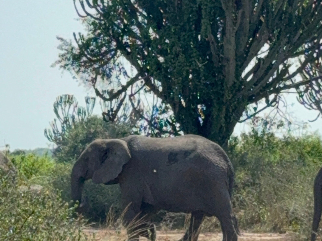Mambo Gorilla Safari Uganda-吉佳利必去景点