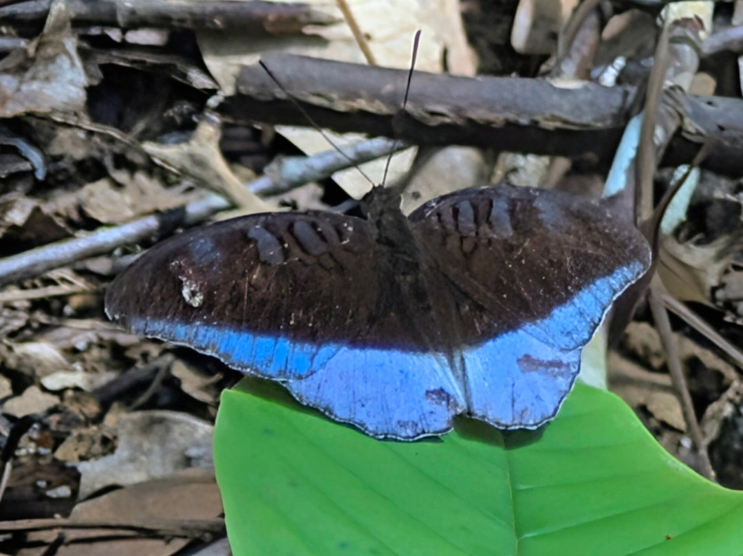1StopBorneo Wildlife-斗湖必去景点