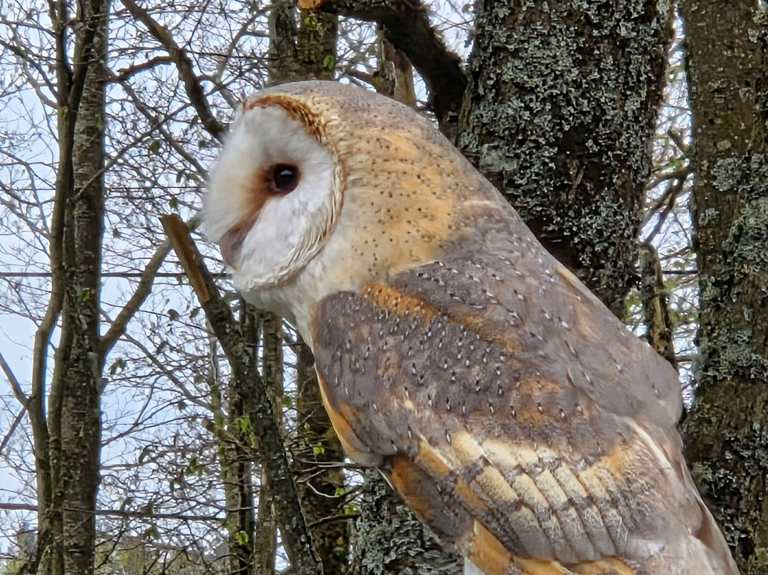 World of Wings Birds of Prey Centre-坎伯诺尔德必去景点