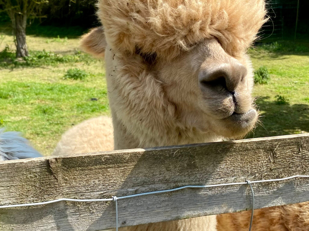 Hilly Ridge Alpacas-Wattisham必去景点
