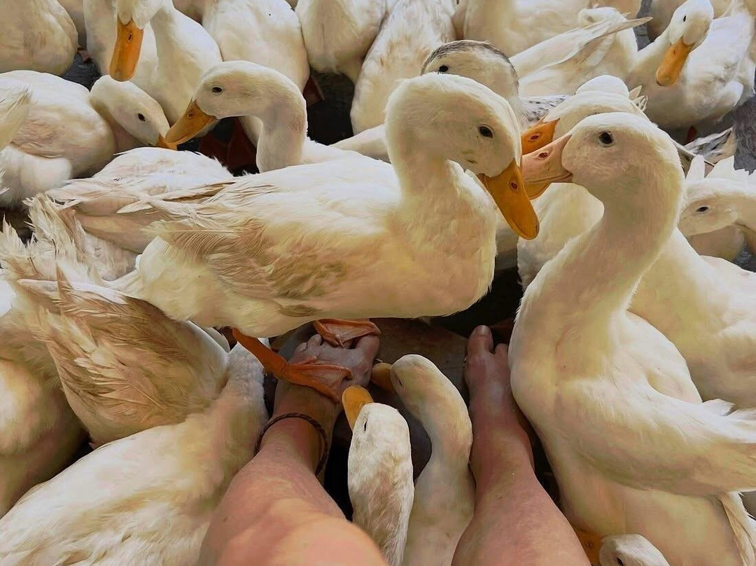 The Duck Stop Cat Ba-卡巴必去景点