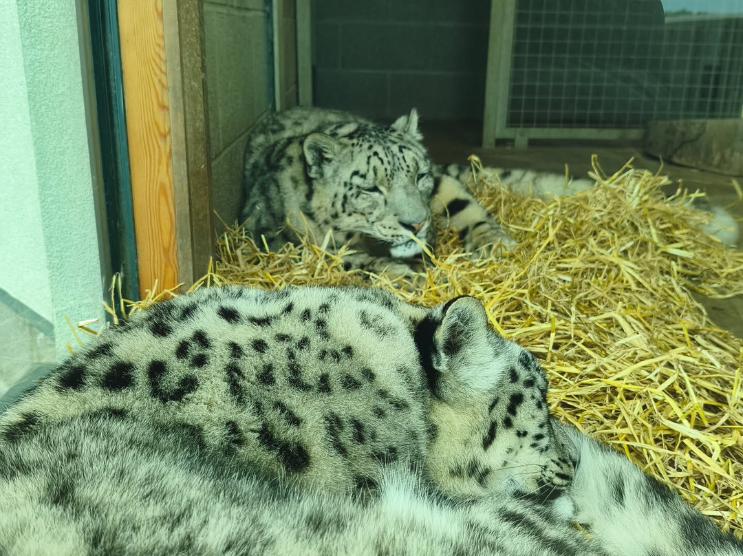 Welsh Mountain Zoo-科尔温湾必去景点