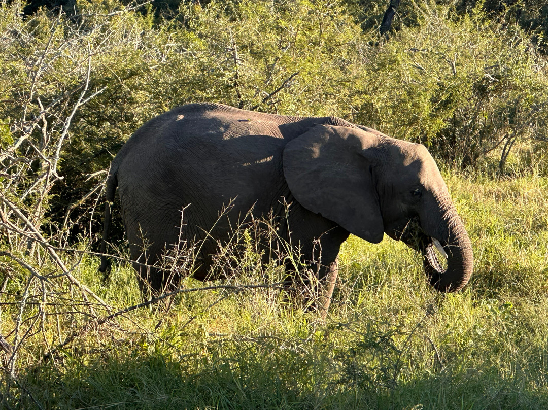 Southern Kruger Safaris-玛洛斯帕克必去景点