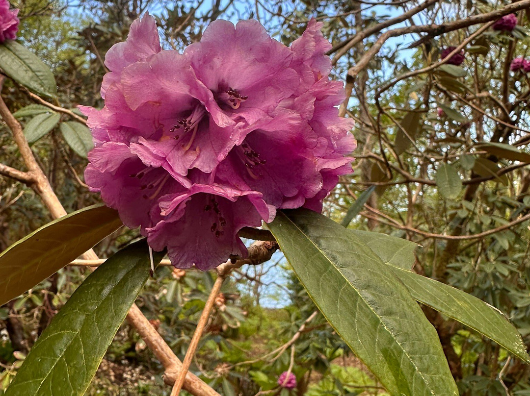 Inverewe Garden-Poolewe必去景点