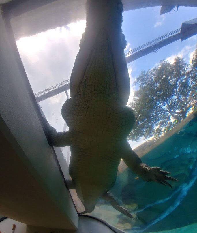 Crocosaurus Cove-达尔文市必去景点